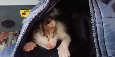 Çöp Konteynerinde Ölüme Terkedilen Yavru Kedileri