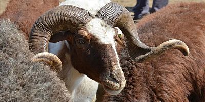 Diyanetin 2023 Yılı Kurban Hizmetlerinin Uygulanmasına Dair Tebliğ'i Resmi Gazete'de