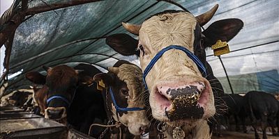 Müslümanlar için büyük öneme sahip Kurban Bayramı
