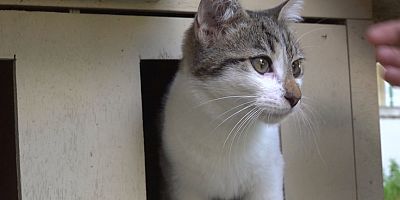 Sokağa Atılan Yavru Kediler Sıcak Yuvasına Kavuştu