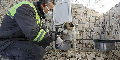 Sokak hayvanlarının rehabilitasyonu amacıyla 120 milyon lira destek sağlandı