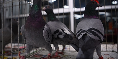 Türkiye’nin en büyük Posta Güvercinleri yarışında 42 kupa sahiplerini buldu