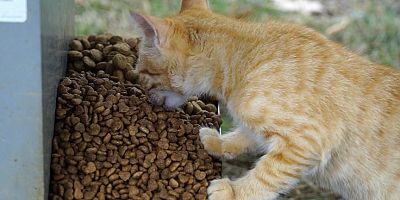 Tuzla’da 9 Günlük Tatil Sırasında Sokak Hayvanları Unutulmadı