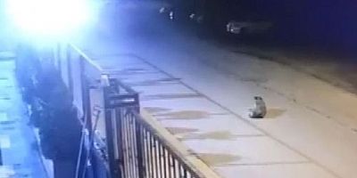 Sürücü durmayarak yoluna devam etti