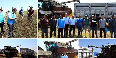 Tuzla’da Kanola Hasadı Başladı