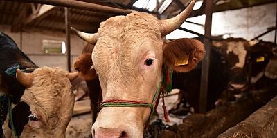 Tuzla’da Kurbanlık Satış ve Kesim Noktalarına Sıkı Denetim