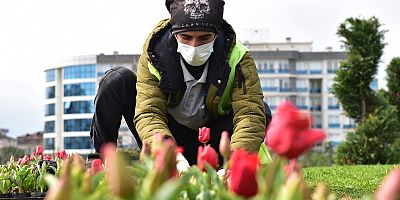 Tuzla Lalelerle Gelin Gibi Süsleniyor