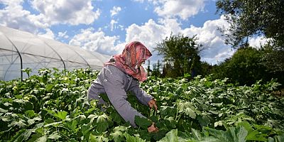 Tuzlalı 65 Yaş Üstü Büyüklerin Elleriyle Ektiği Mahsuller Hasat Verdi